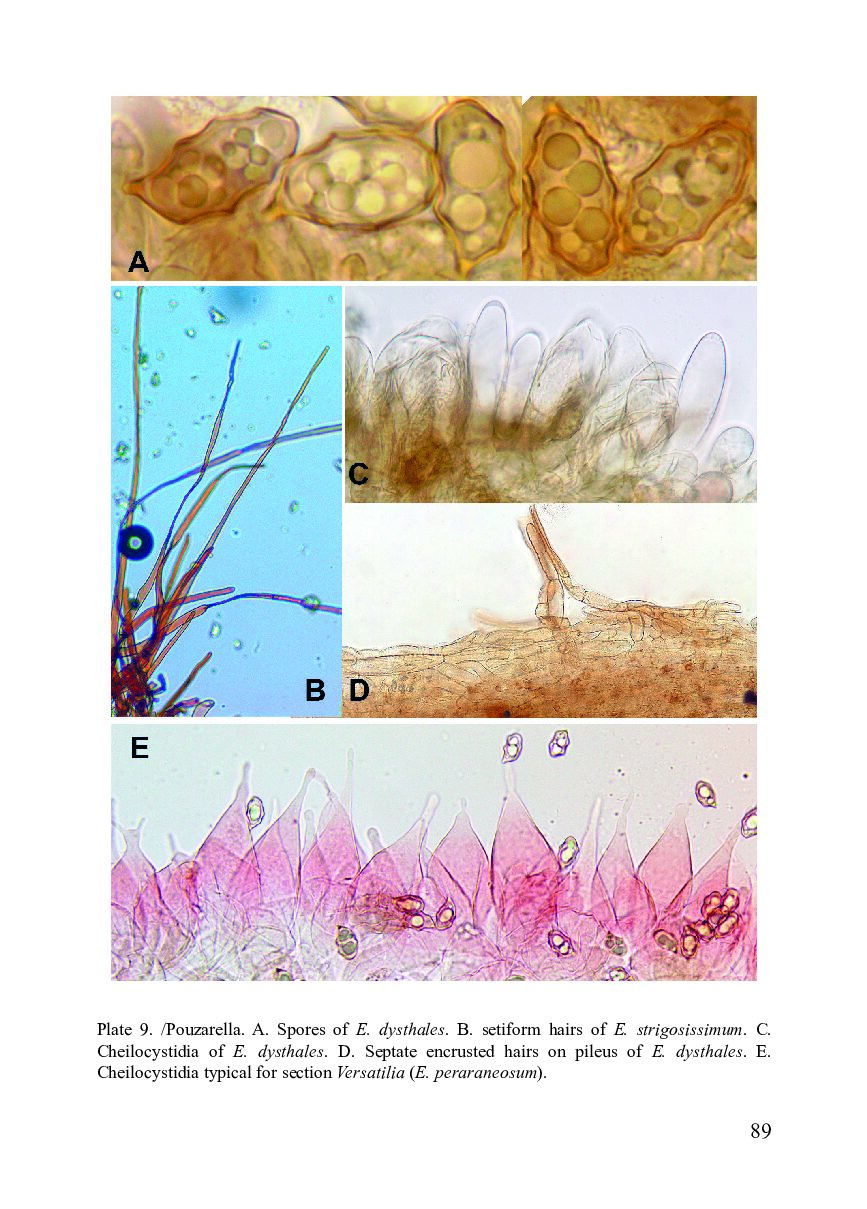 Flora Agaricina Neerlandica, Volume 1, supplement / Fungi Europaei, Volume 5C - Entolomo s.l.