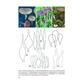 Flora Agaricina Neerlandica, Volume 1, supplement / Fungi Europaei, Volume 5C - Entolomo s.l.