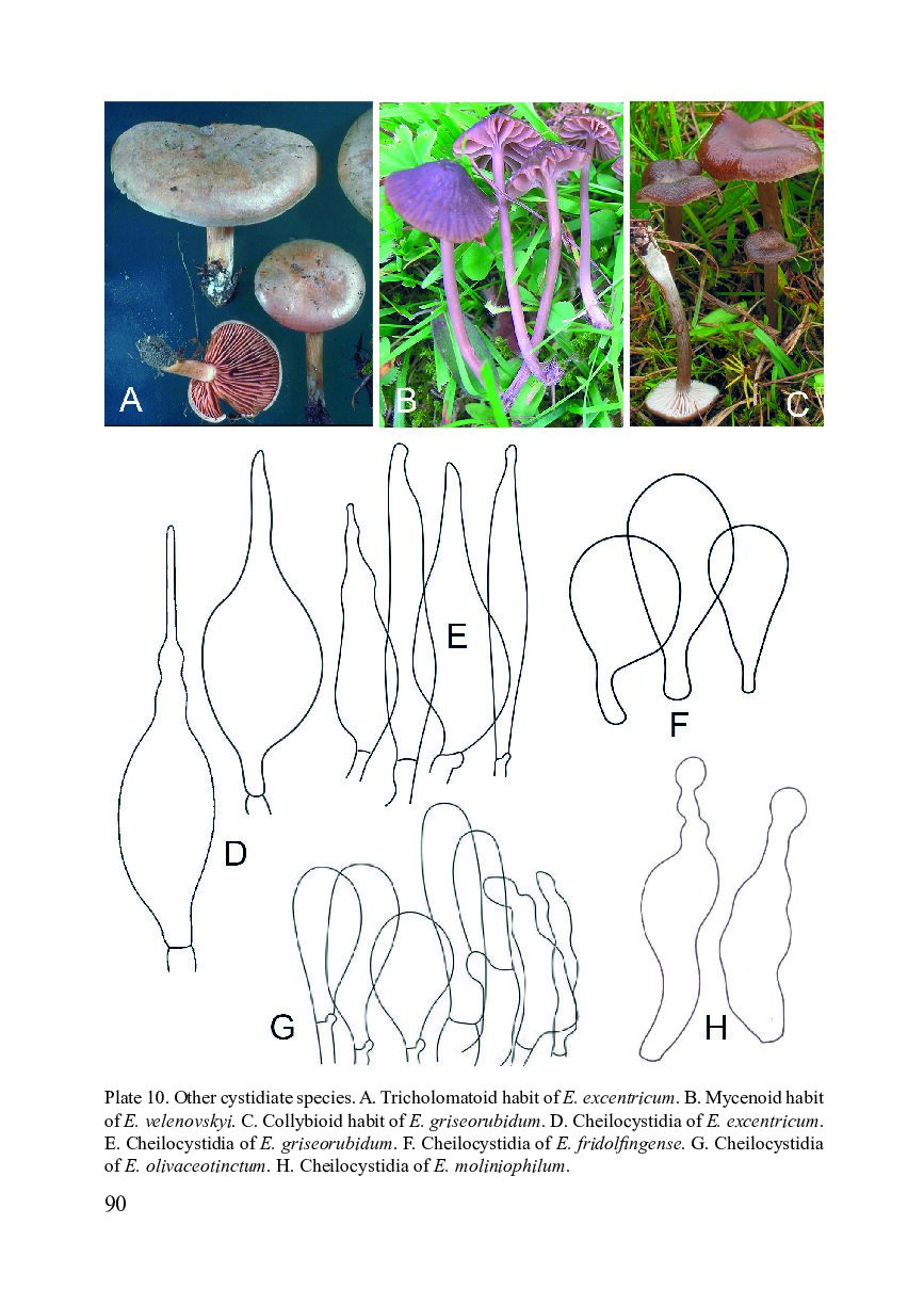 Flora Agaricina Neerlandica, Volume 1, supplement / Fungi Europaei, Volume 5C - Entolomo s.l.