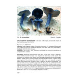 Flora Agaricina Neerlandica, Volume 1, supplement / Fungi Europaei, Volume 5C - Entolomo s.l.