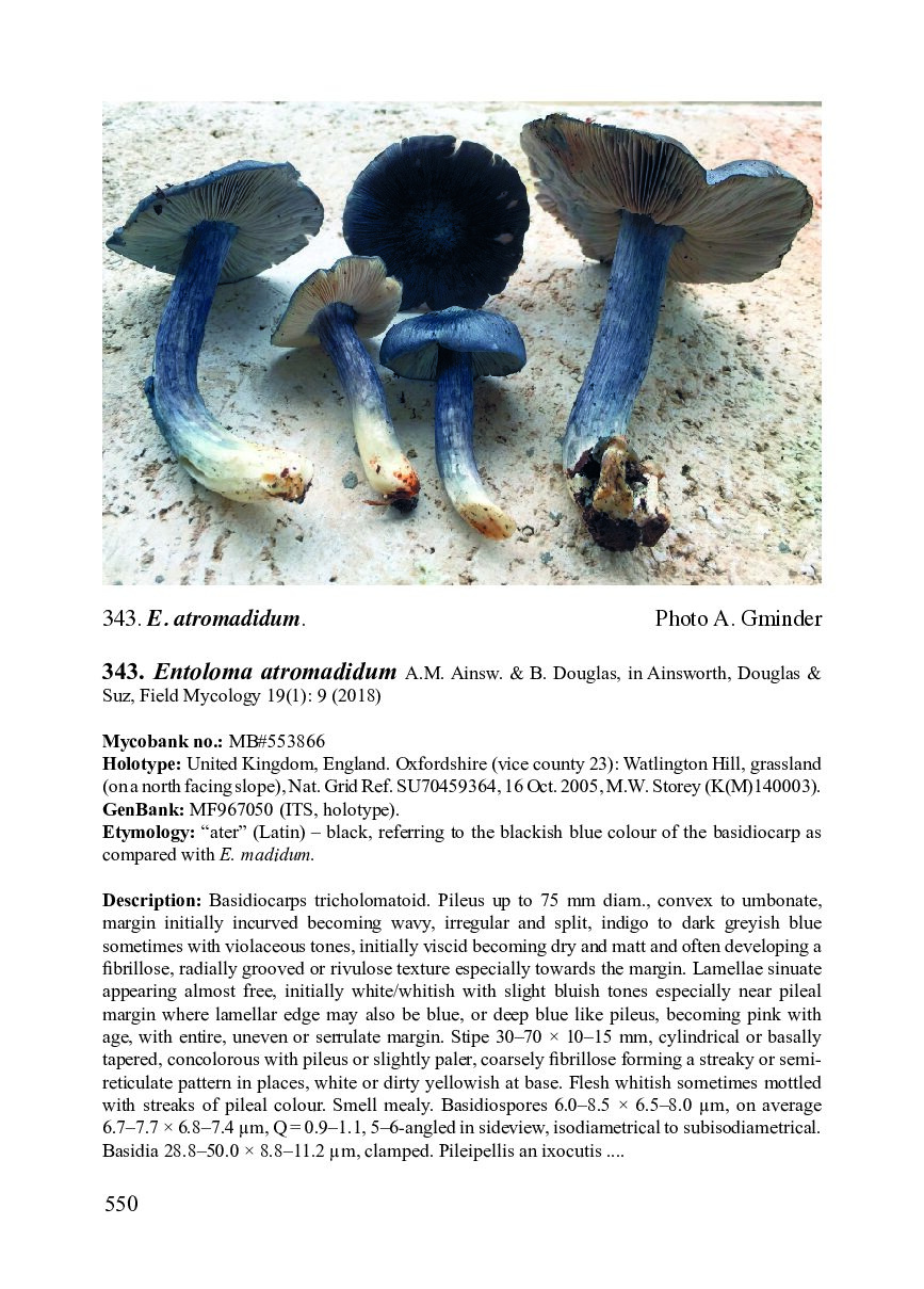 Flora Agaricina Neerlandica, Volume 1, supplement / Fungi Europaei, Volume 5C - Entolomo s.l.