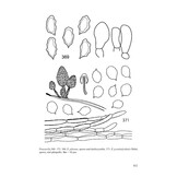 Flora Agaricina Neerlandica, Volume 1, supplement / Fungi Europaei, Volume 5C - Entolomo s.l.