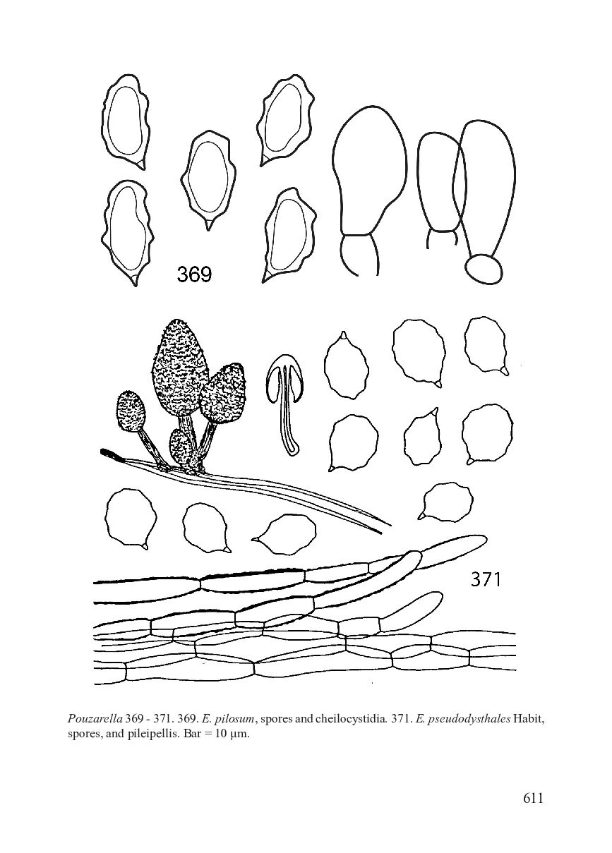 Flora Agaricina Neerlandica, Volume 1, supplement / Fungi Europaei, Volume 5C - Entolomo s.l.