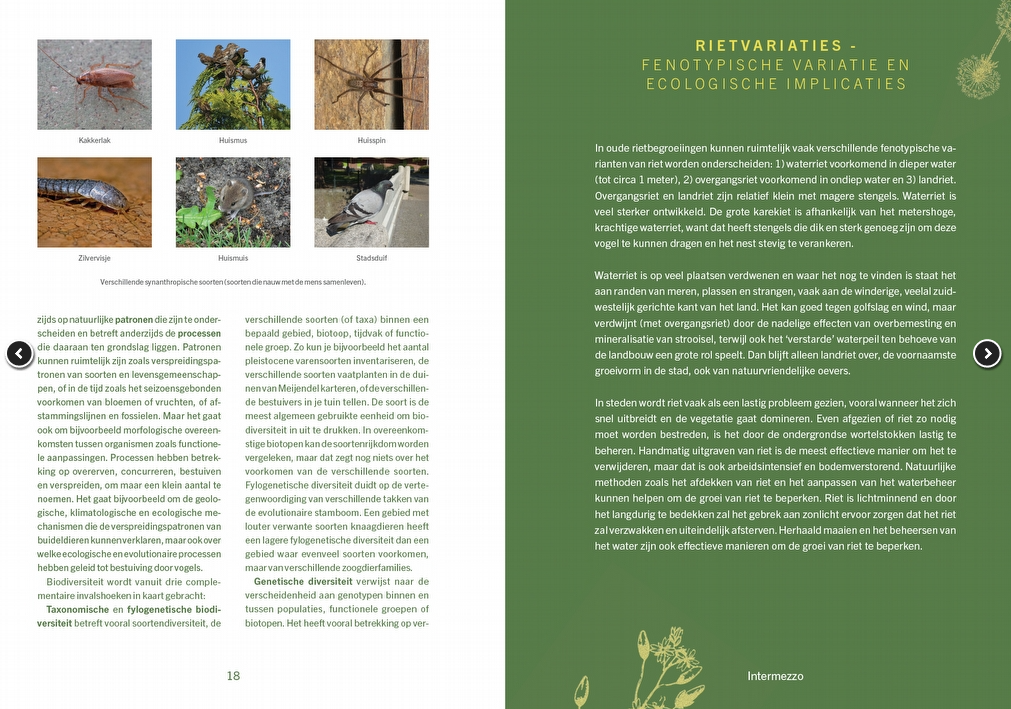 De natuurpositieve stad - Ruim baan voor stadsnatuur en volop biodiversiteit