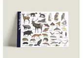 Identification Card Nocturnal animals