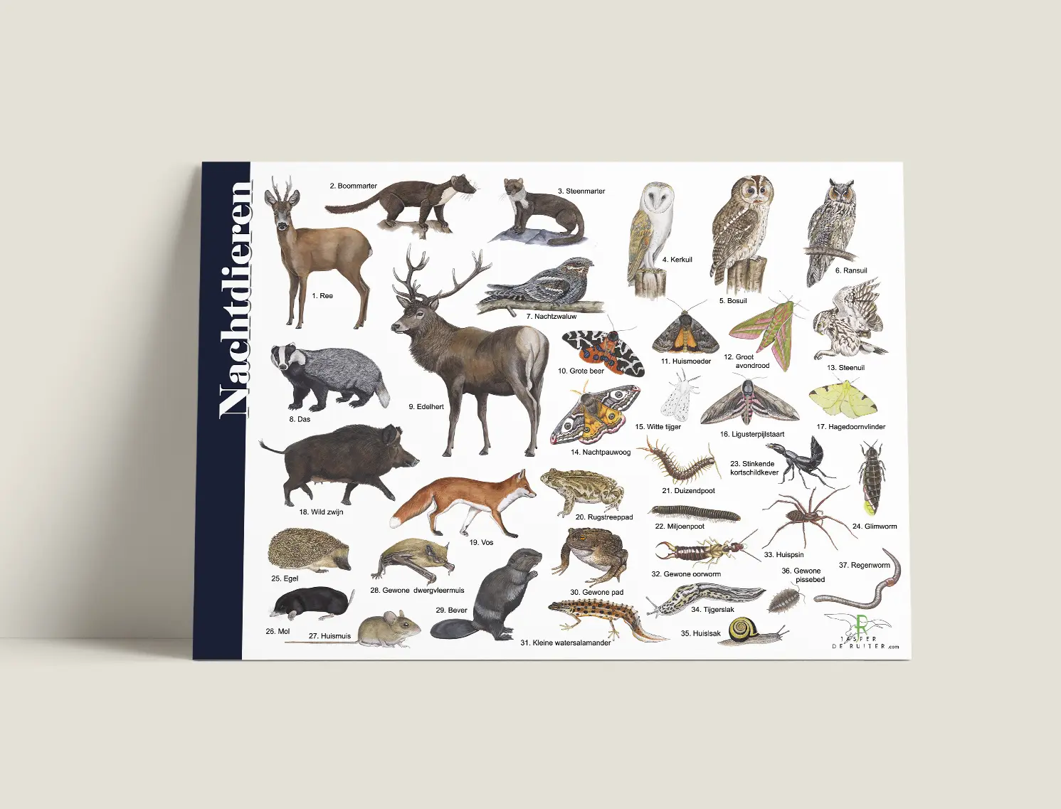 Bestimmungshilfe Nachtaktive Tiere