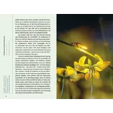 Glühwürmchen - Geheimnisvolle Leuchtwesen der Nacht