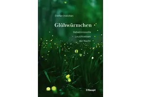 Glühwürmchen