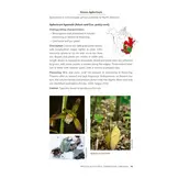 Native Orchids of the United States and Canada - A Field Guide