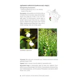 Native Orchids of the United States and Canada - A Field Guide