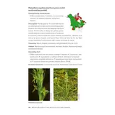 Native Orchids of the United States and Canada - A Field Guide