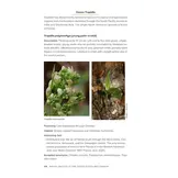 Native Orchids of the United States and Canada - A Field Guide
