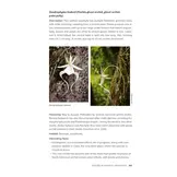 Native Orchids of the United States and Canada - A Field Guide