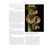 Boas of the World