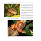 Boas of the World