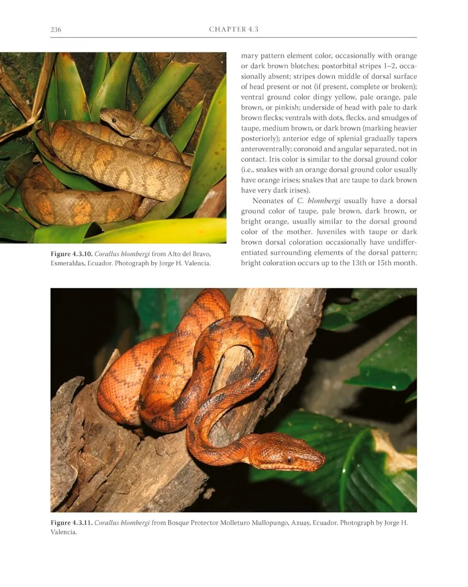 Boas of the World
