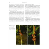 Boas of the World