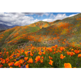 The Wildflower Travel Book - 50 colourful destinations in nature