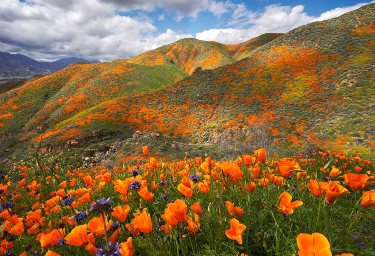 The Wildflower Travel Book - 50 colourful destinations in nature