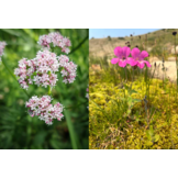 The Wildflower Travel Book - 50 colourful destinations in nature