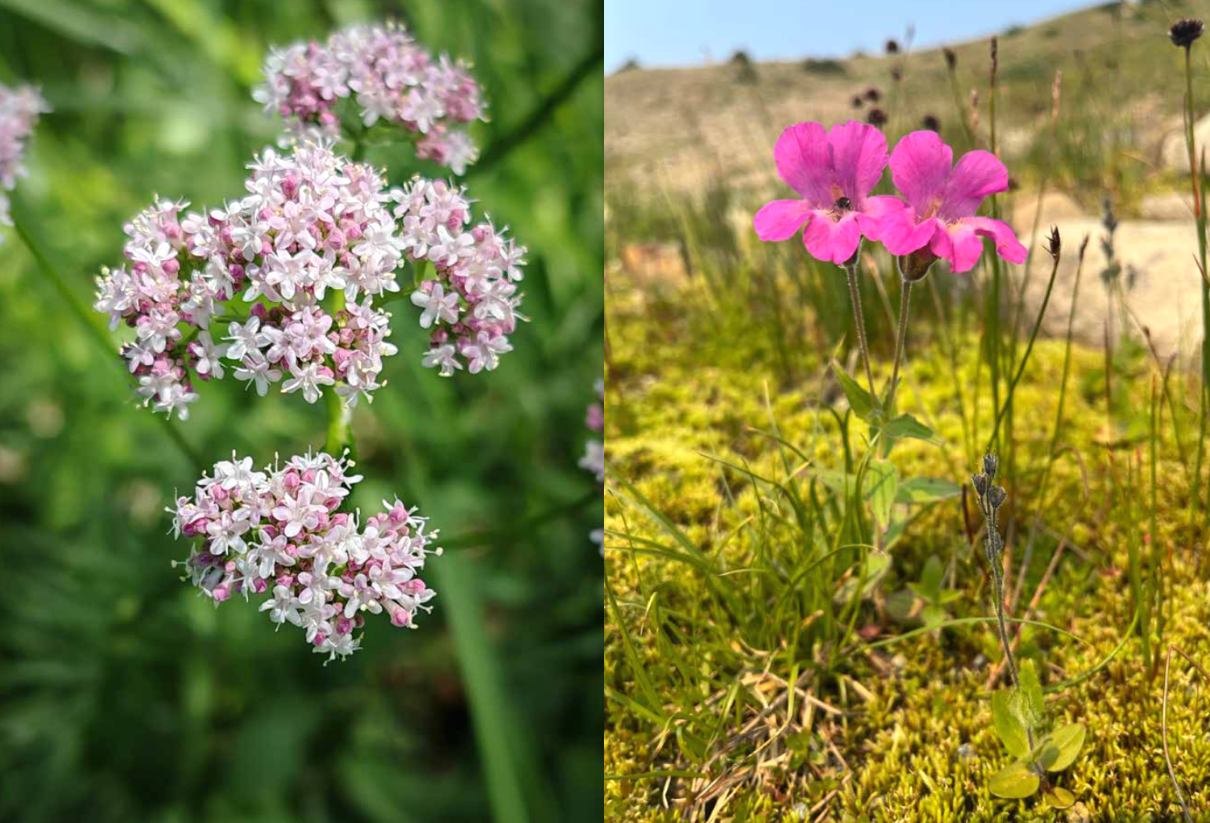 The Wildflower Travel Book - 50 colourful destinations in nature