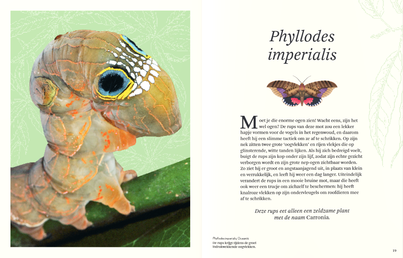 Het dikke boek van alle bijzondere insecten en andere beestjes