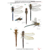 Insects of Britain and Europe - A Field Guide