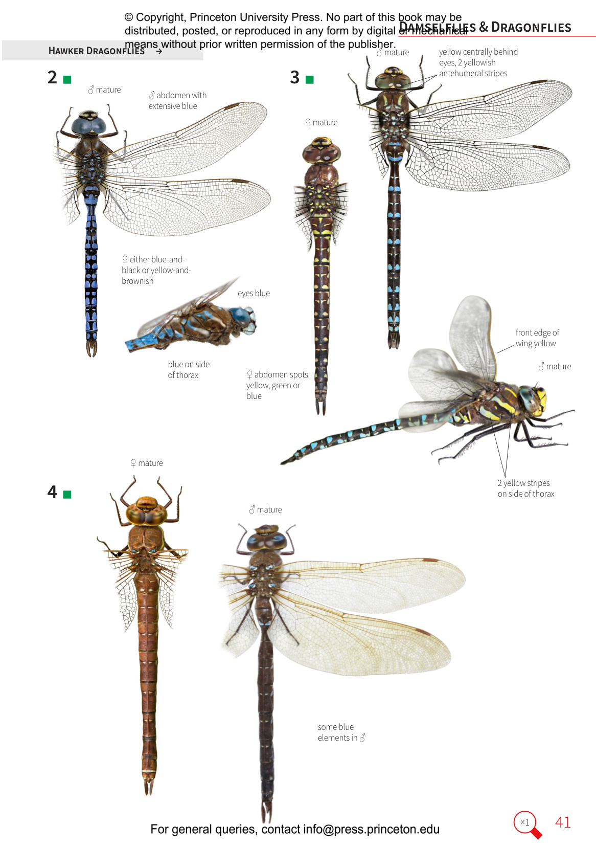 Insects of Britain and Europe - A Field Guide