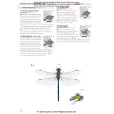 Insects of Britain and Europe - A Field Guide