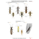 Insects of Britain and Europe - A Field Guide