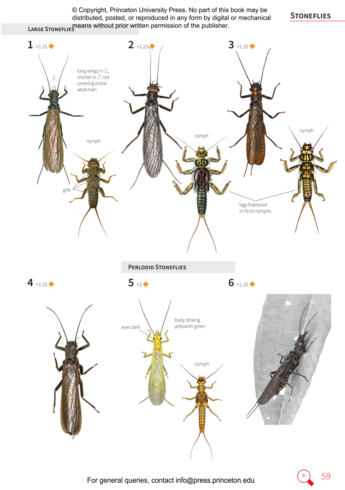 Insects of Britain and Europe - A Field Guide