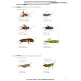 Insects of Britain and Europe - A Field Guide