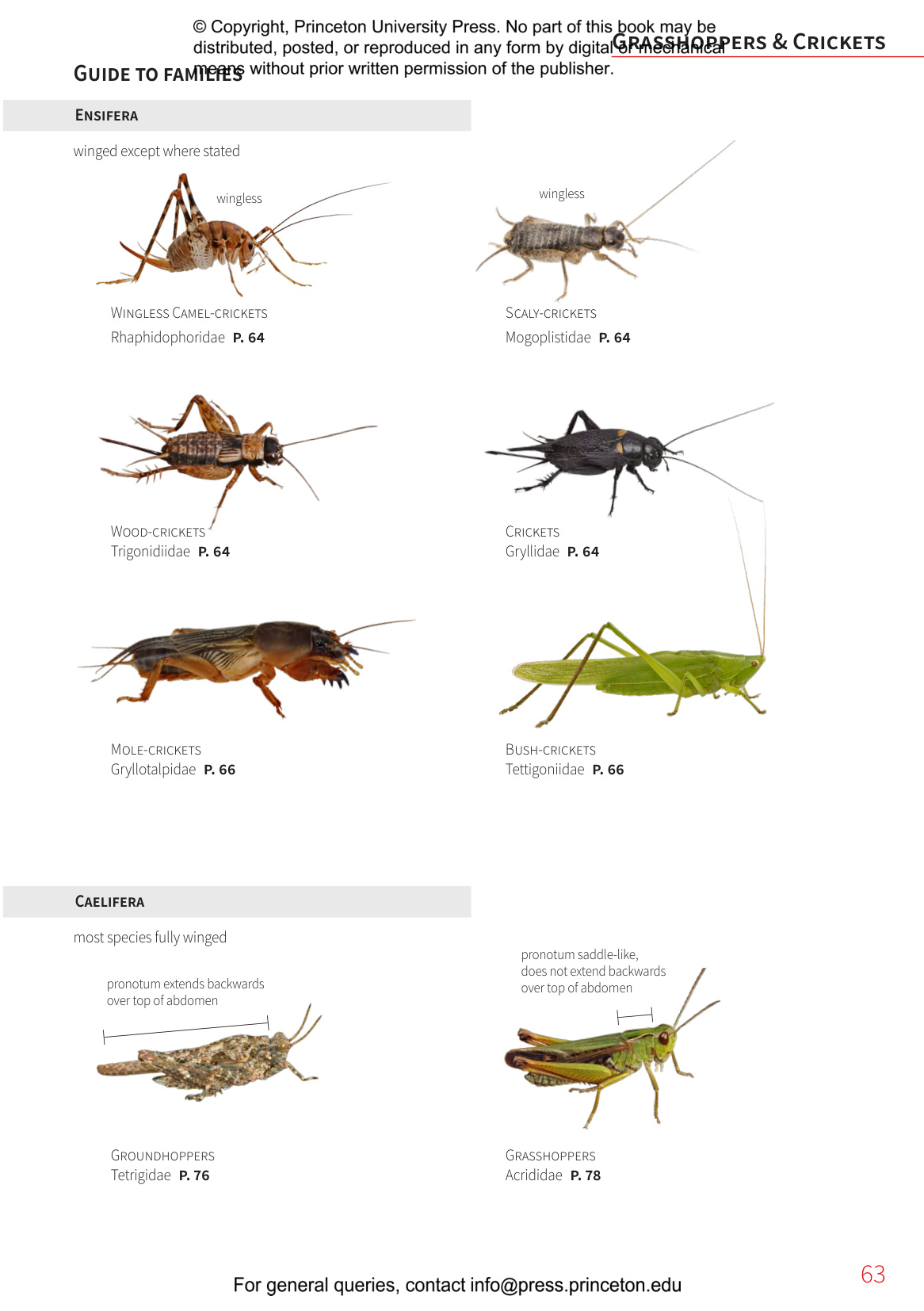 Insects of Britain and Europe - A Field Guide