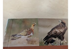 Beschadigd exemplaar – Birds of Spain
