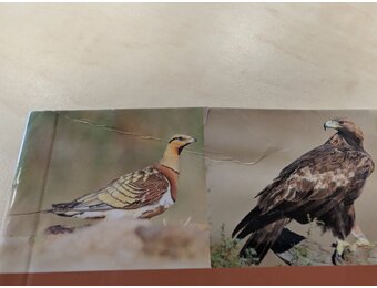 Beschadigd exemplaar – Birds of Spain
