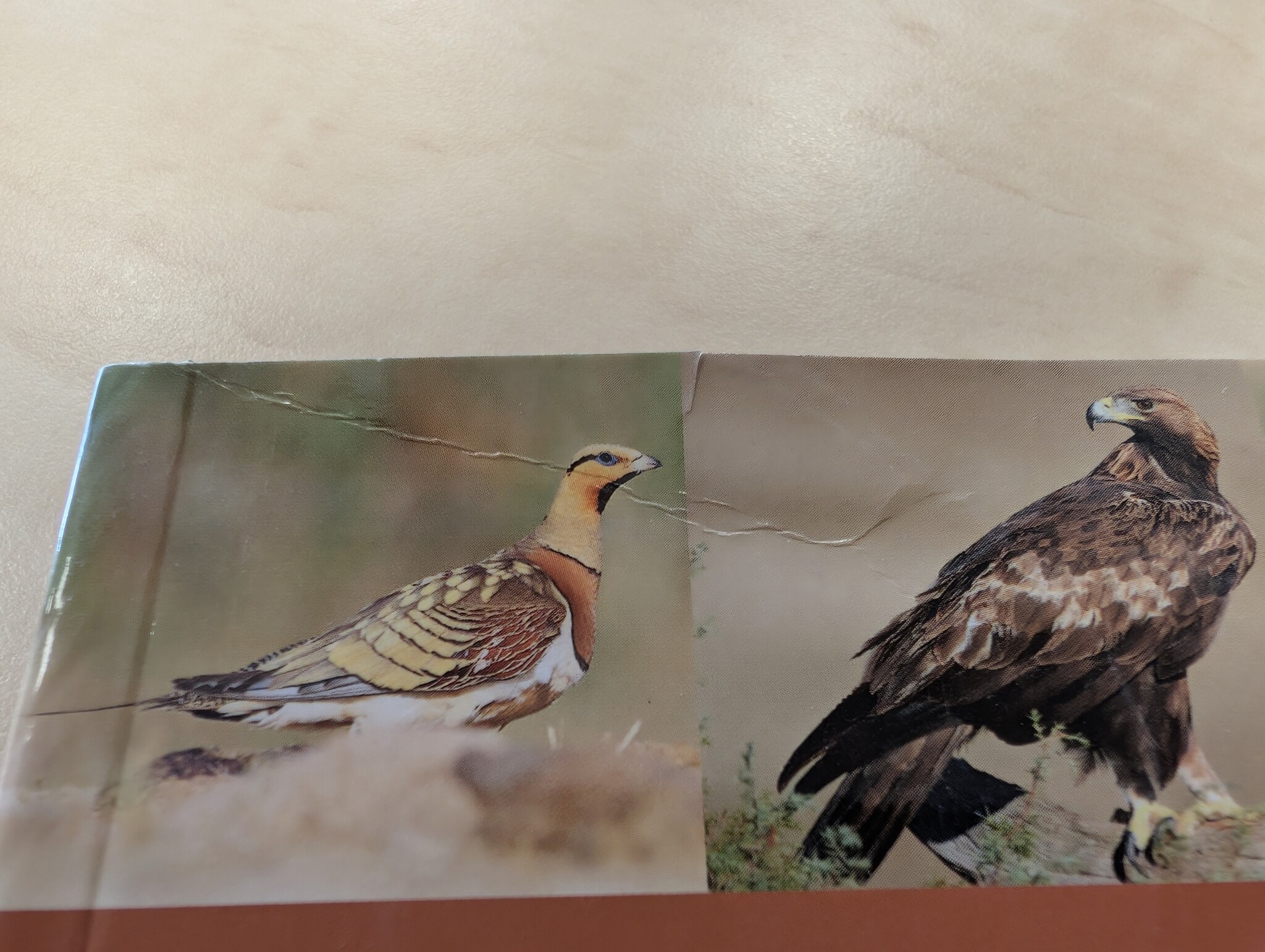Beschadigd exemplaar – Birds of Spain - Second Edition