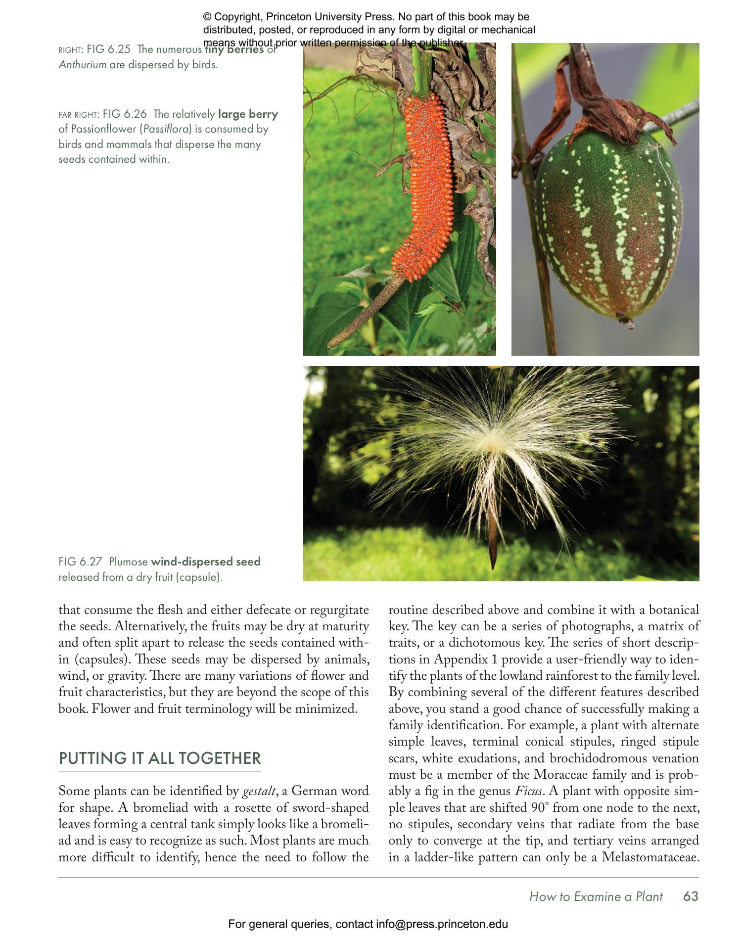 Costa Rica's Rainforests - The Natural History of the Plants and Animals of La Selva