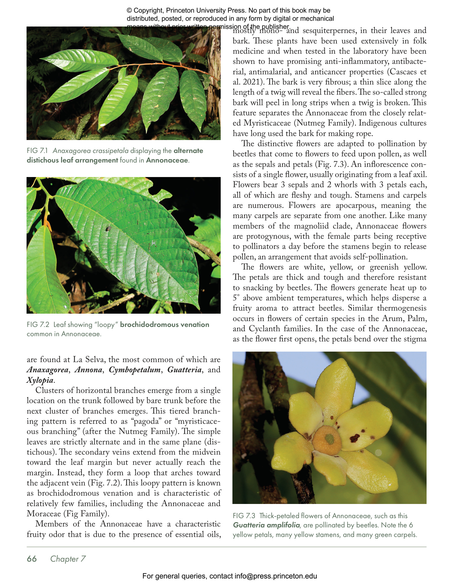 Costa Rica's Rainforests - The Natural History of the Plants and Animals of La Selva