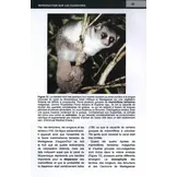 Les carnivora de Madagascar