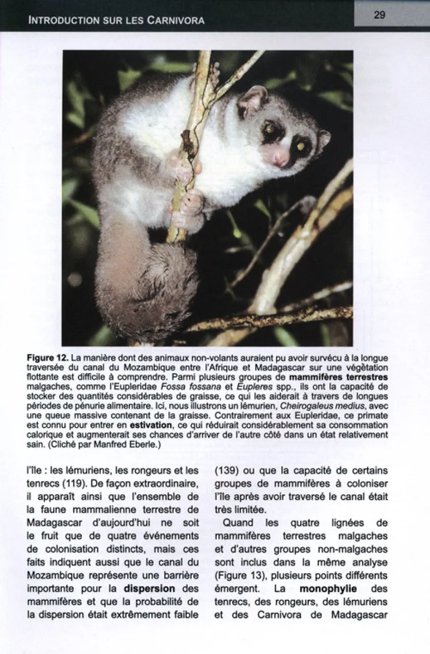 Les carnivora de Madagascar