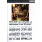 Les carnivora de Madagascar