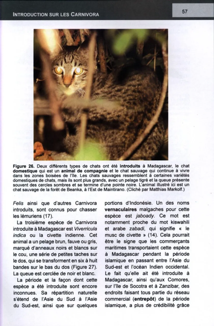 Les carnivora de Madagascar