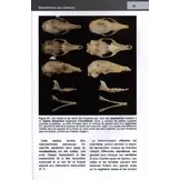 Les carnivora de Madagascar