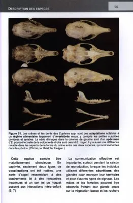 Les carnivora de Madagascar