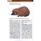 Les Petits Mammifères de Madagascar