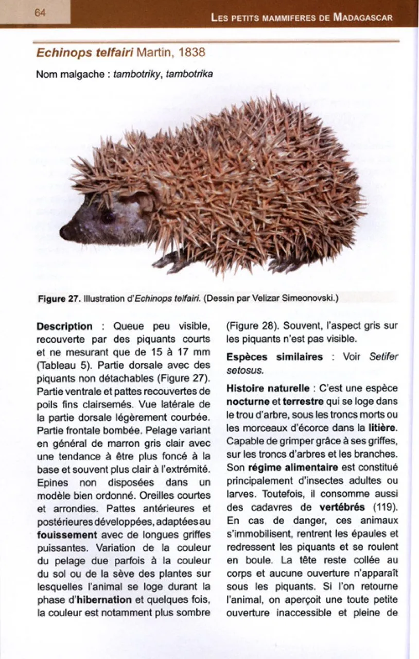 Les Petits Mammifères de Madagascar