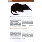 Les Petits Mammifères de Madagascar