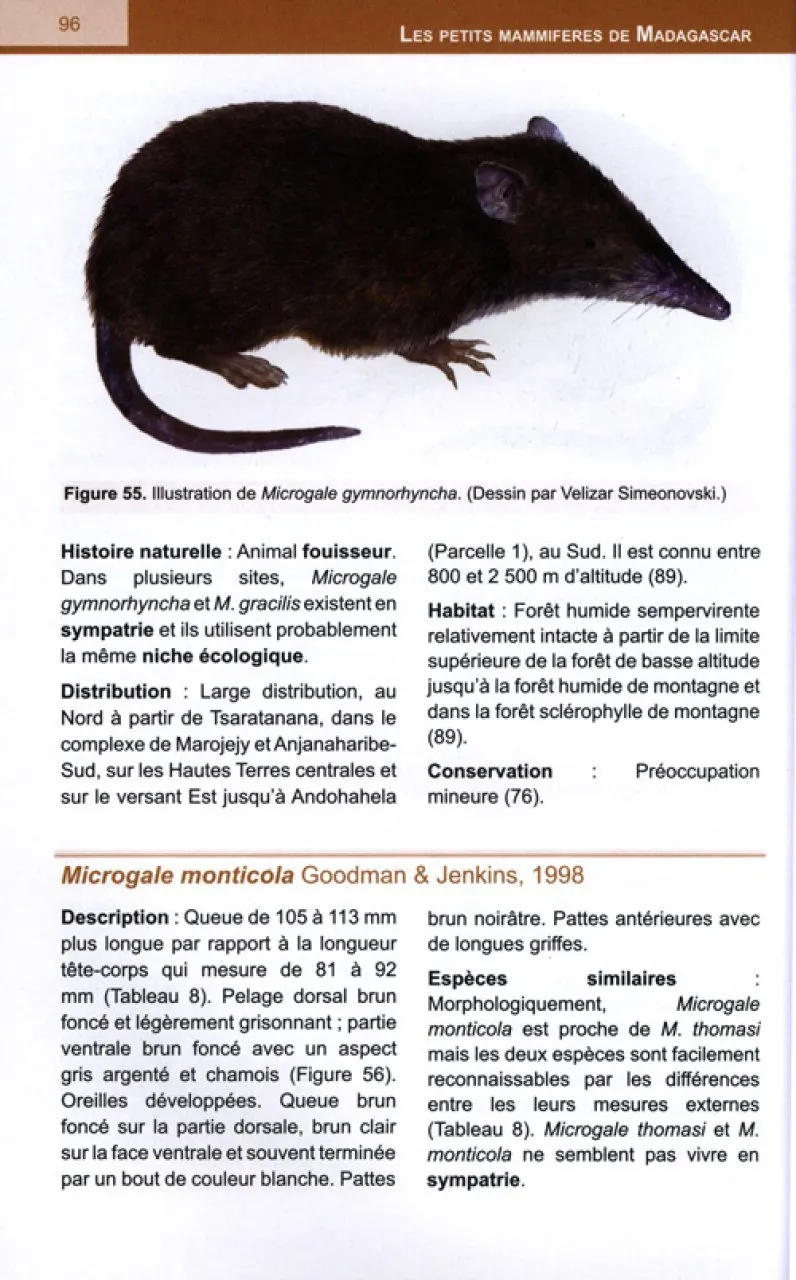 Les Petits Mammifères de Madagascar