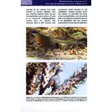Histoire Naturelle des Familles et Sous-familles Endémiques d'Oiseaux de Madagascar