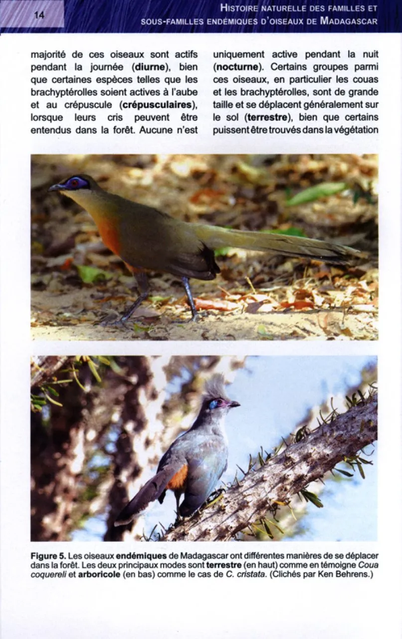 Histoire Naturelle des Familles et Sous-familles Endémiques d'Oiseaux de Madagascar